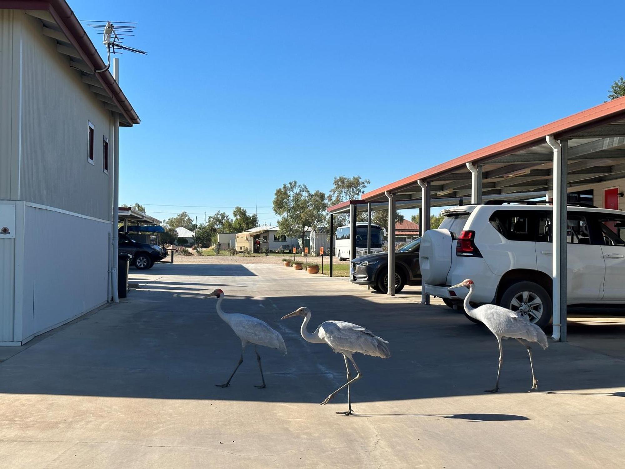 Winton Outback Motel Ngoại thất bức ảnh